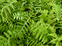 Hardy Fern Athyrium  filix-femina